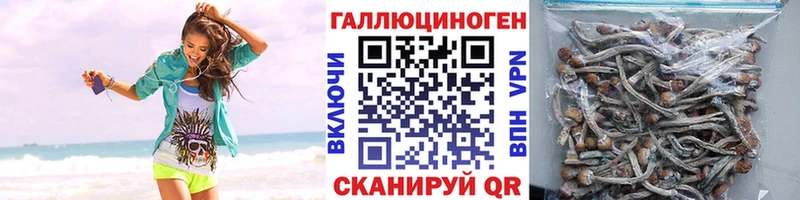 Псилоцибиновые грибы Psilocybe  где можно купить   Сочи 
